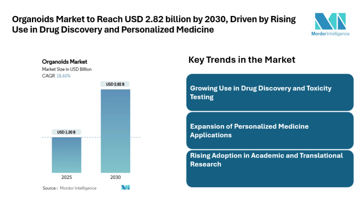 Organoids Market to Reach USD 2.82 billion by 2030, Driven by Rising Use in Drug Discovery and Personalized Medicine